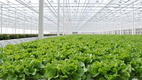 Alberta lettuce scores Canada-wide Wendy’s contract thanks to good ‘bun coverage’