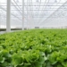 Alberta lettuce scores Canada-wide Wendy’s contract thanks to good ‘bun coverage’