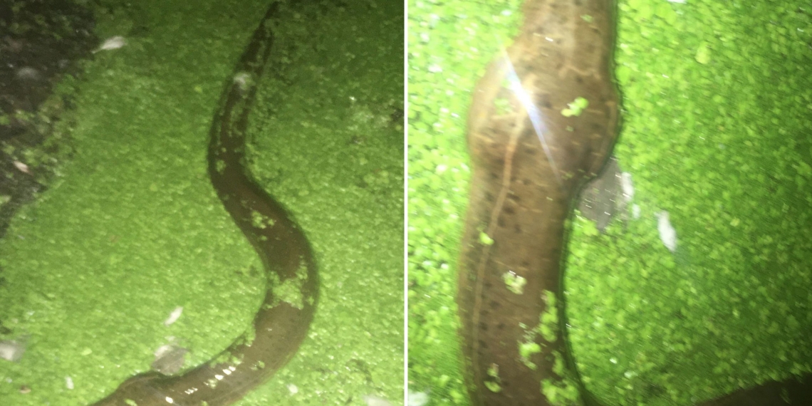 Weirdo dumps ‘at least 100’ eels into NYC’s Prospect Park Lake