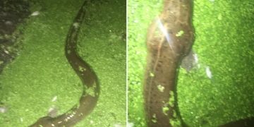 Weirdo dumps ‘at least 100’ eels into NYC’s Prospect Park Lake