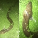 Weirdo dumps ‘at least 100’ eels into NYC’s Prospect Park Lake