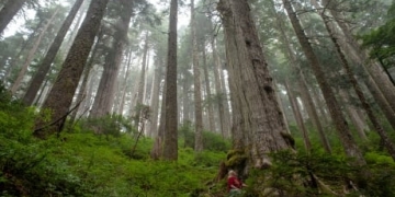 Vancouver Island blockade remains, despite release of government report on old-growth forests
