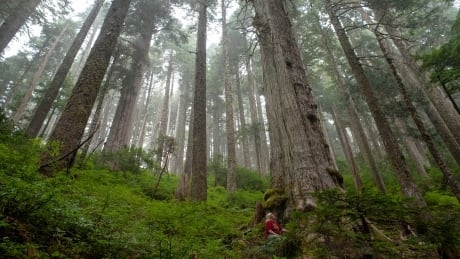Vancouver Island blockade remains, despite release of government report on old-growth forests