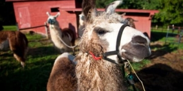 Police, conservation officers search for a black bear suspected of killing a llama in Saanich, B.C.