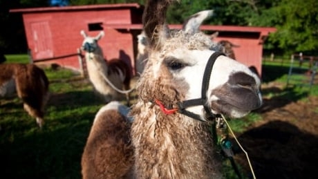 Police, conservation officers search for a black bear suspected of killing a llama in Saanich, B.C.
