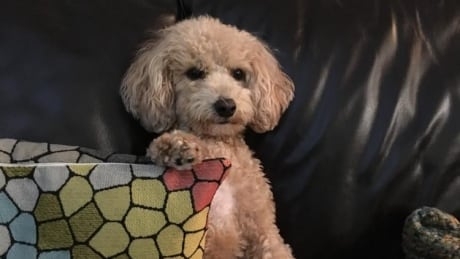 ‘A little princess’: Meet Maci, the 1st Canadian dog to test positive for COVID-19