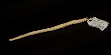 Anonymously donated narwhal tusk heads from thrift store to U of C’s Arctic Institute