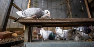 District of North Vancouver overturns ban on keeping pigeons