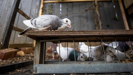 District of North Vancouver overturns ban on keeping pigeons