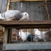 District of North Vancouver overturns ban on keeping pigeons
