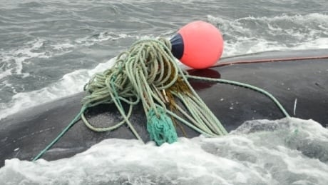 More ropeless fishing happening on Eastern seaboard as industry leaders meet