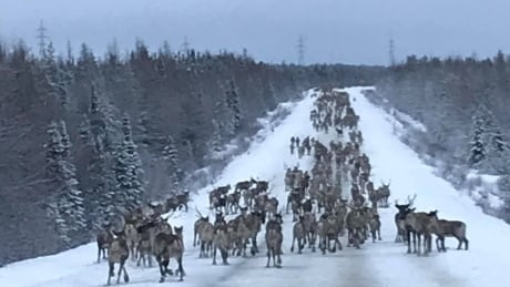 Caribou herds close to home a pretty sight, but conservation measures still needed