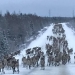 Caribou herds close to home a pretty sight, but conservation measures still needed