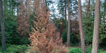 Parksville, B.C., looks at ways to manage dying Western red cedars