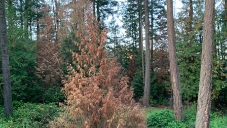 Parksville, B.C., looks at ways to manage dying Western red cedars