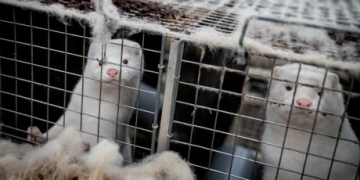 Sweden finds coronavirus in mink industry workers
