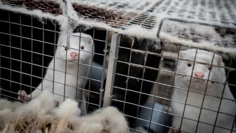 Sweden finds coronavirus in mink industry workers