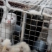 Sweden finds coronavirus in mink industry workers