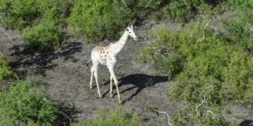 World’s last known white giraffe gets GPS tracking device