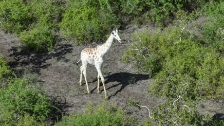 World’s last known white giraffe gets GPS tracking device