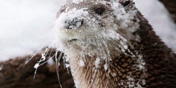 Weaker penis bones in river otters linked to oilsands contaminants in new study