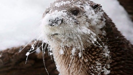 Weaker penis bones in river otters linked to oilsands contaminants in new study