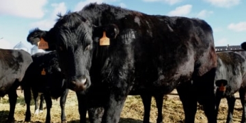 Prairie farmers using high-end Wagyu genetics to create 'snow beef'