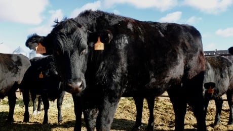 Prairie farmers using high-end Wagyu genetics to create 'snow beef'