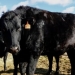 Prairie farmers using high-end Wagyu genetics to create 'snow beef'