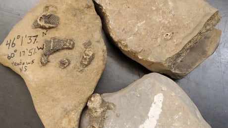 350-million-year-old rocks mistaken for suspicious package at Cape Breton University