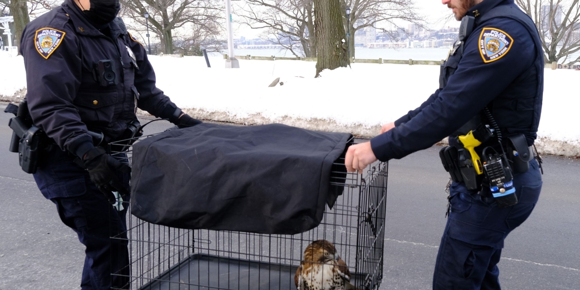 Cops rescue injured hawk from Manhattan parkway