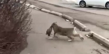 Video of lynx preying on ducks in Kamloops park concerning, says Wildlife B.C.