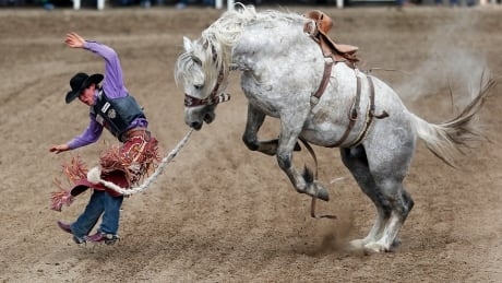 Horses can learn from rodeo experience and grow calmer, says U of C study