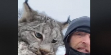 B.C. farmer grabs lynx by neck, scolds it for killing chickens