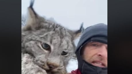 B.C. farmer grabs lynx by neck, scolds it for killing chickens