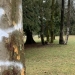 Trees in Vancouver park spray-painted with racist graffiti
