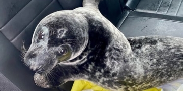 Surly seal spotted on Charlottetown sidewalk apprehended by police