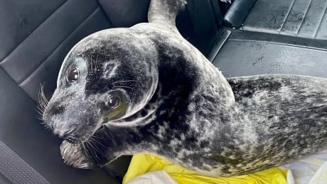 Surly seal spotted on Charlottetown sidewalk apprehended by police