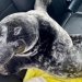 Surly seal spotted on Charlottetown sidewalk apprehended by police