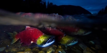 New research suggests 70% decline in diversity of B.C. sockeye salmon stock in past century