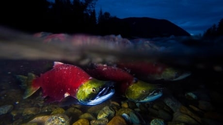New research suggests 70% decline in diversity of B.C. sockeye salmon stock in past century