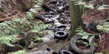 Illegal deep-woods tire dump near Vernon creates cleanup headache for local conservationists