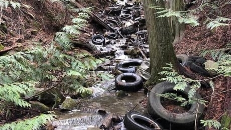 Illegal deep-woods tire dump near Vernon creates cleanup headache for local conservationists