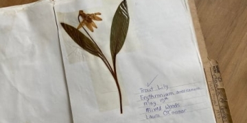 Class project from 1993 helps prove flower grows on P.E.I.