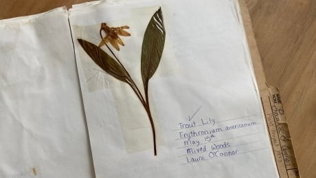 Class project from 1993 helps prove flower grows on P.E.I.