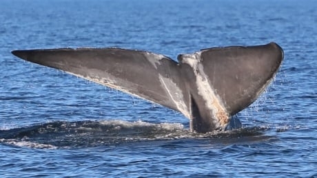 Drones reveal higher entanglement rates for blue, fin whales in Gulf of St. Lawrence