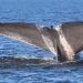 Drones reveal higher entanglement rates for blue, fin whales in Gulf of St. Lawrence