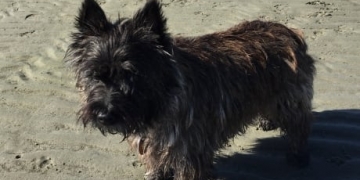 Dog rescued from shaft under back porch in White Rock, B.C.