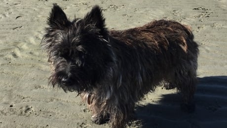 Dog rescued from shaft under back porch in White Rock, B.C.
