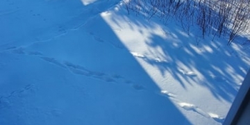 The wolves are literally at the door in Port Hope Simpson